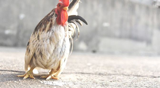 Painonnoston hyödyt urheilussa