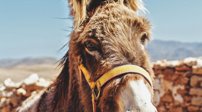 Painonnosto on turhaa